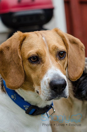 Shiloh the Beagle-2