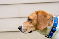 Shiloh the Beagle-3
