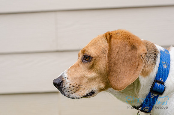Shiloh the Beagle-3