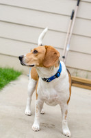 Shiloh the Beagle-5