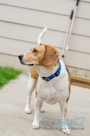 Shiloh the Beagle-5