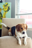 Shiloh the Beagle-8