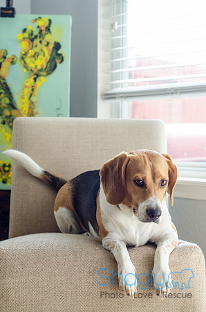 Shiloh the Beagle-8
