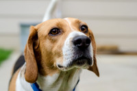 Shiloh the Beagle-6
