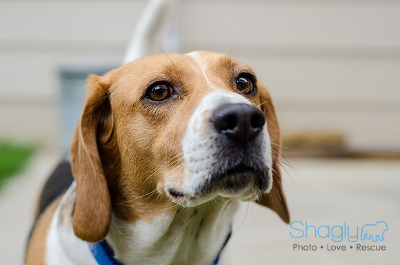 Shiloh the Beagle-6