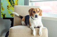 Shiloh the Beagle-9