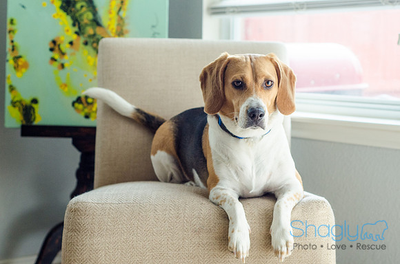 Shiloh the Beagle-9