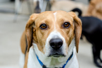 Shiloh the Beagle-7