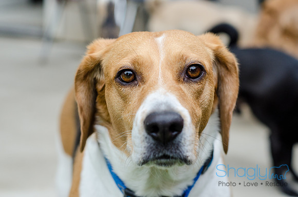 Shiloh the Beagle-7