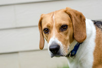 Shiloh the Beagle-4