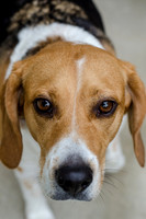Shiloh the Beagle-1