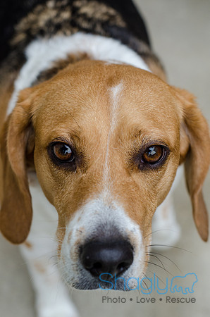 Shiloh the Beagle-1