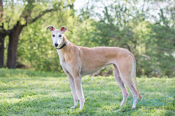 Bella