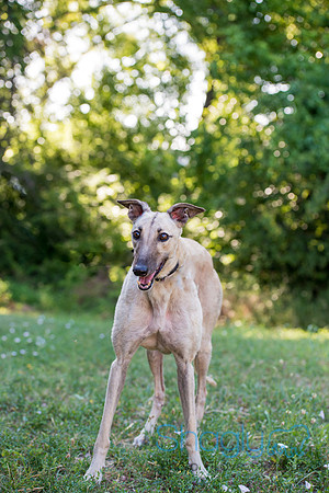 Stella
