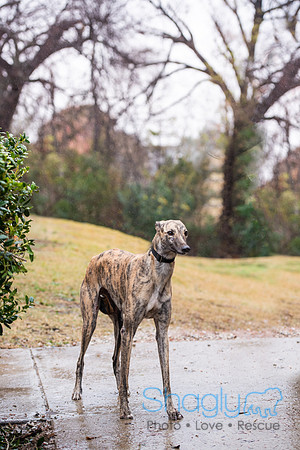 Brindle