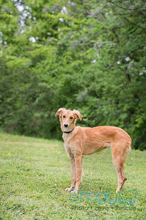Kaya