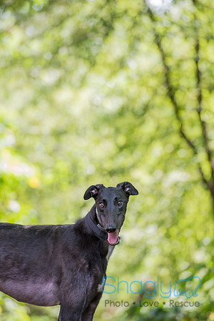 Zeppelin