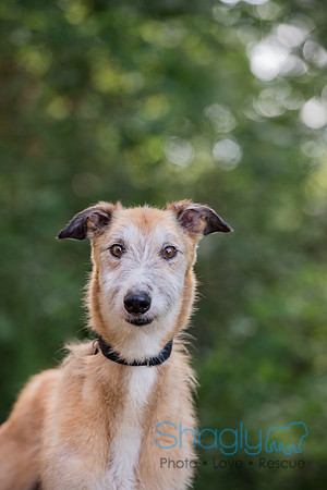 Bowie