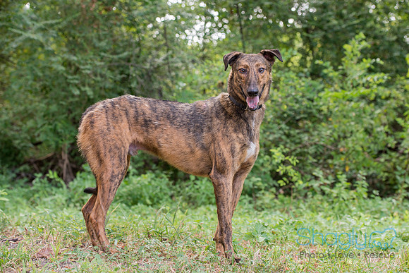 Angelo