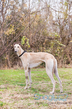 Piper