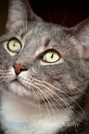 Smokey and Gracie-30