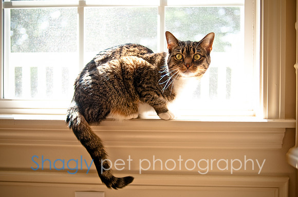 Smokey and Gracie-1