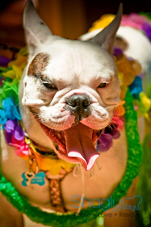 Howlin' Hawiian Luau-12