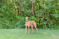 Tula