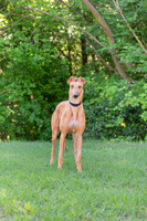 Tula