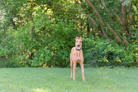 Tula