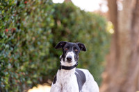Piper