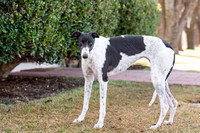 Piper