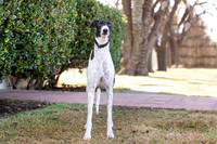 Piper