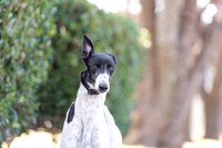 Piper