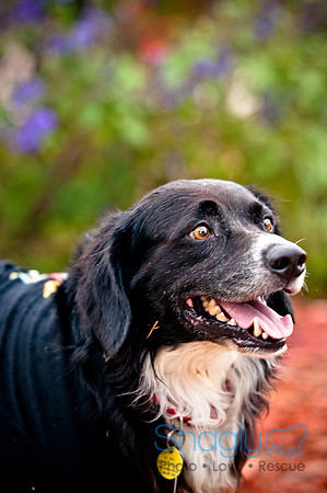 Barktoberfest-8