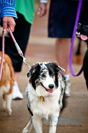 Barktoberfest-16