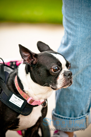 Barktoberfest-5