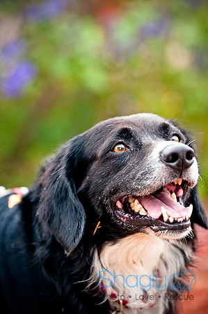 Barktoberfest-9