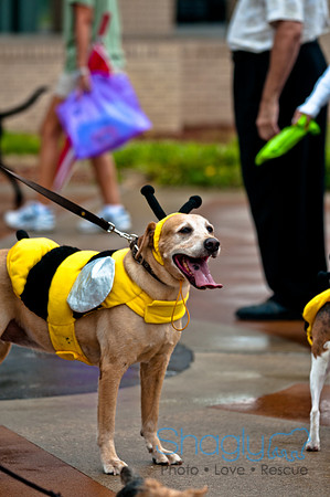 Barktoberfest