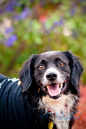 Barktoberfest-7