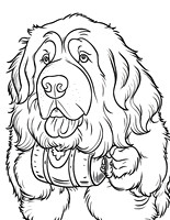 Color Me Adoptable: St.Bernard