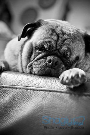 DFW Pug Rescue-153