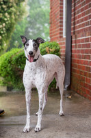 Miss Jiffy