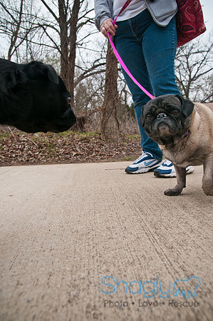 Pug Love Fun Run-22