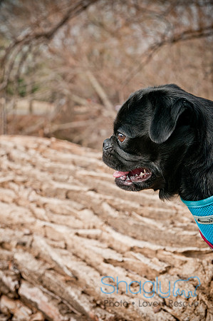 Pug Love Fun Run-35