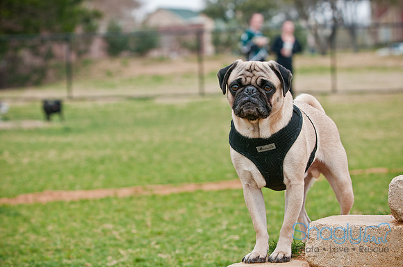 Pug Love Fun Run-112