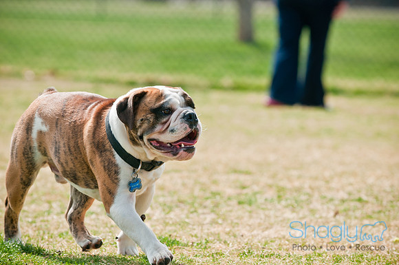 Pug Love Fun Run-167