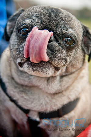 Pug Love Fun Run-240
