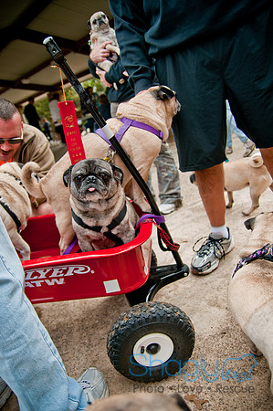Pug Love Fun Run-44