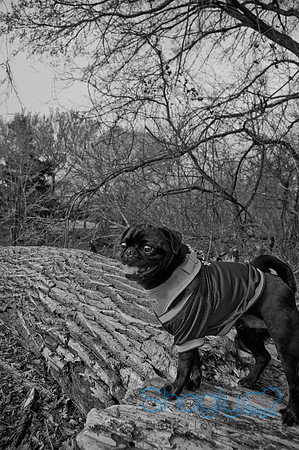 Pug Love Fun Run-32